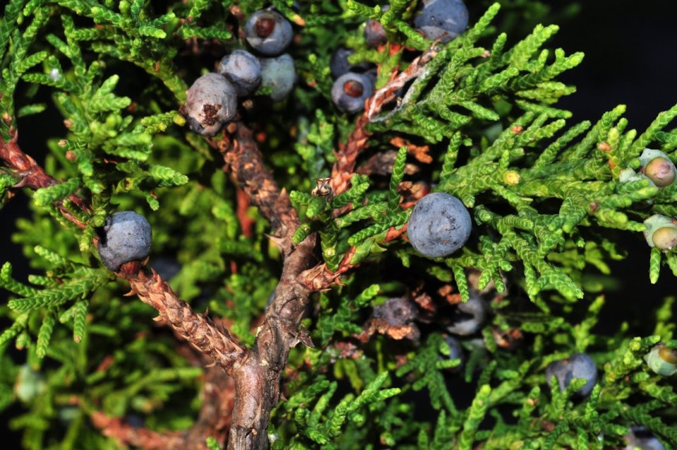 Можжевельник мексиканский (Juniperus mexicana)