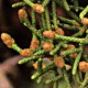 Можжевельник калифорнийский (Juniperus californica)
