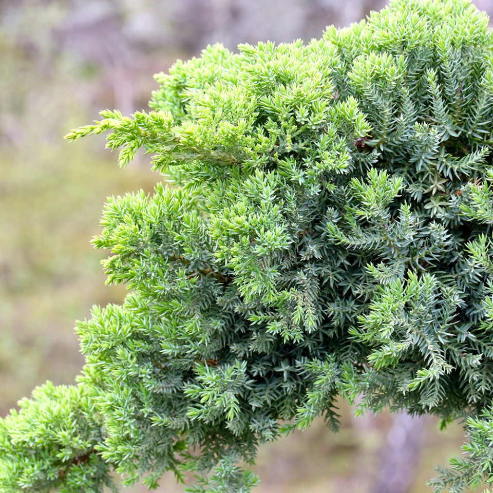 Можжевельник лежачий (Juniperus procumbens)