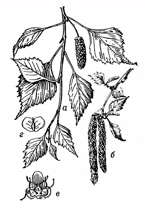 Берёза повислая (Betula vendula): а — ветвь с женской серёжкой, б — мужские серёжки, в — трёхцветковый женский дихазий, г — плод