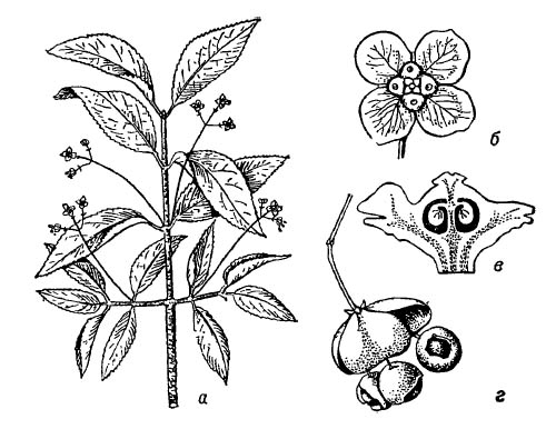 Бересклет бородавчатый: а — ветвь с цветками; б — цветок; в — продольный разрез нектарного диска и завязи; г — вскрывшийся плод, из которого свешиваются семена