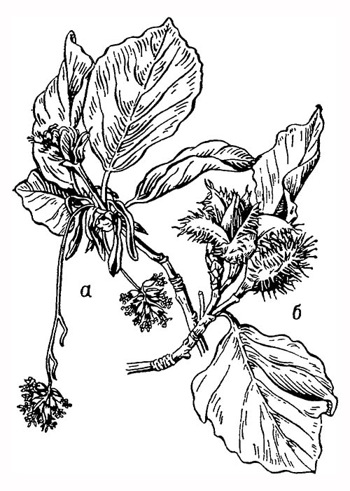 Бук лесной (Fagus sylvatica): а — цветущая ветвь, б — плодоносящая ветвь с выступающими из плюски плодами