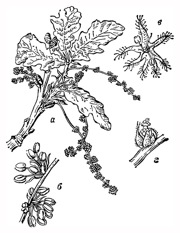 Дуб черешчатый (Quercus robur): а — ветвь с мужскими цветками, б — часть мужской серёжки, в — тычиночный цветок, г — пестичный цветок