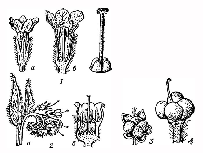 Бурачниковые: 1 — цветок медуницы (Pulmonaria obscura): а — общий вид, б — разрез, в — пестик; 2 — окопник (Symphytum officinale): а — соцветие, б — разрез цветка; 3 — плод чернокорня (Cynoglossum officinalis); 4 — плод воробейника (Lithospermum officinal