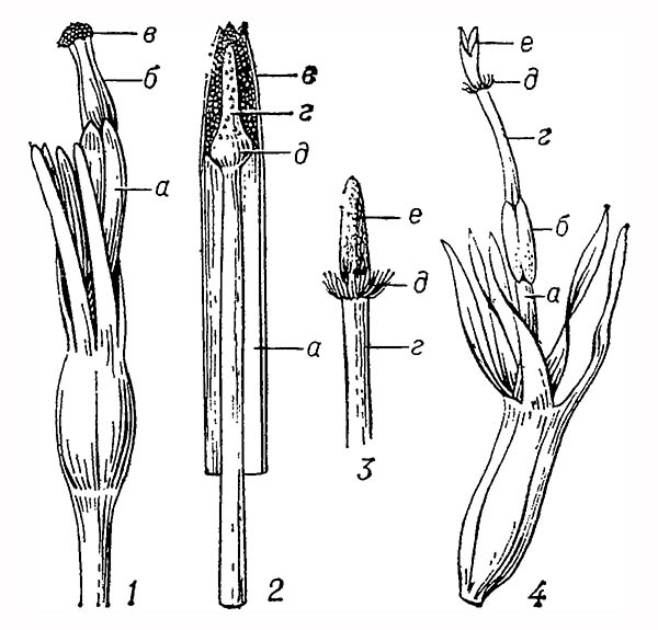 Василёк луговой (Centaurea jacea): 1 — верхняя часть цветка в мужской фазе; 2 — разрез пыльниковой трубки перед вскрытием пыльников; 3 — верхушка столбика, вынутая из пыльниковой трубки