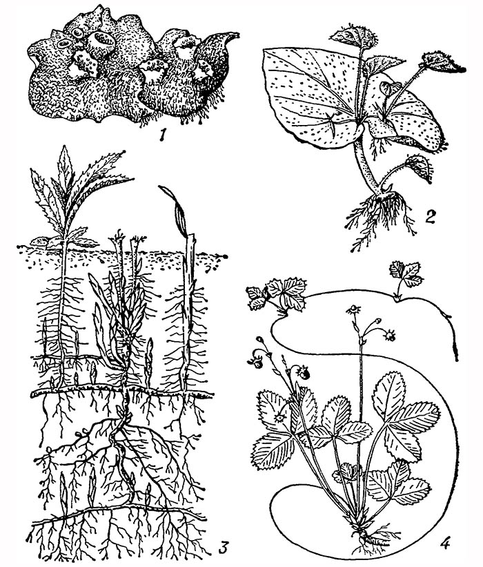 Вегетативное размножение: 1 — выводковыми почками (на слоевище мха маршанции); 2 — придаточными почками (лист брионии); 3 — придаточными почками (на корневой системе осота полевого)