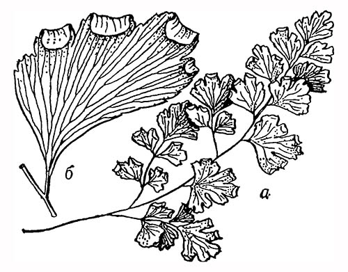 Венерин волос: а — часть листа; б — сегмент с сорусами