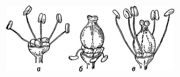 Цветки винограда: а — мужской; б — женский; в — обоеполый