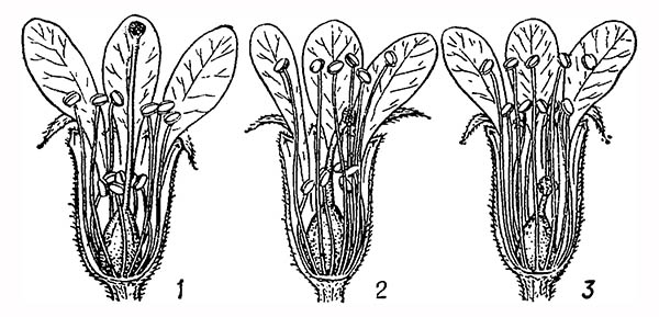 Гетеростилия у дербенника иволистного (Lythrum salicaria)