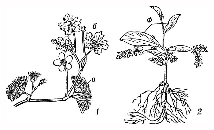 Гетерофиллия: 1 — у водяного лютика; 2 — у акации чёрной; а — подводные листья; б — плавающие листья; ф — филлодий