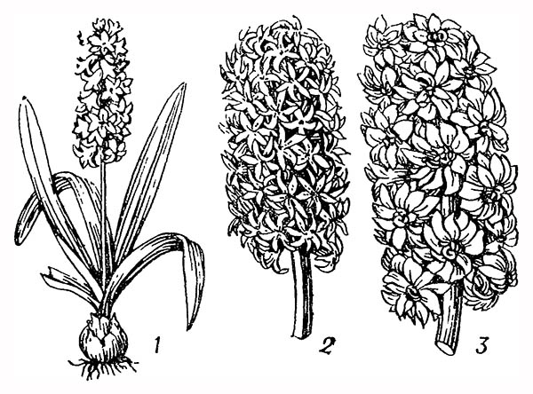 Гиацинт восточный: 1 — цветущее растение; 2 — соцветие немахровой формы; 3 — соцветие махровой формы