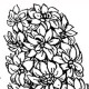 Гиацинт (Hyacinthus)