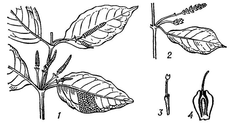 Гнетум гнемоновидный (Gnetum gnemonoides)