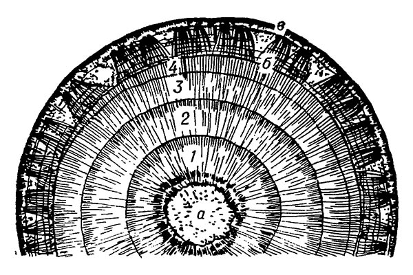 Годичные кольца на поперечном разрезе ствола липы