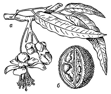 Дуриан: а — ветвь с цветками; б — плод в разрезе