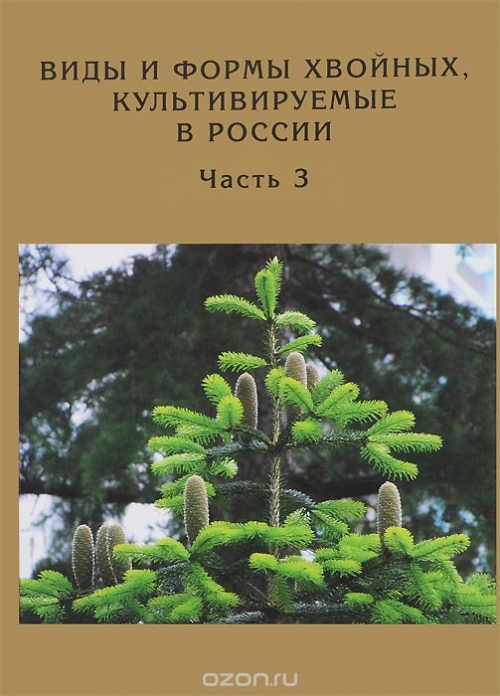 Виды и формы хвойных, культивируемые в России. Часть 3. Abies Mill., Chamaecyparis Spach