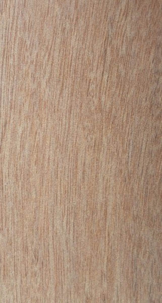 Окотеа Барцеллензис / Ocotea barcellensis Mez. Syn. Nectandra elaiophora